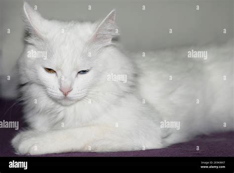 White Fluffy Turkish Ankara Angora Cat With Different Eye Colors
