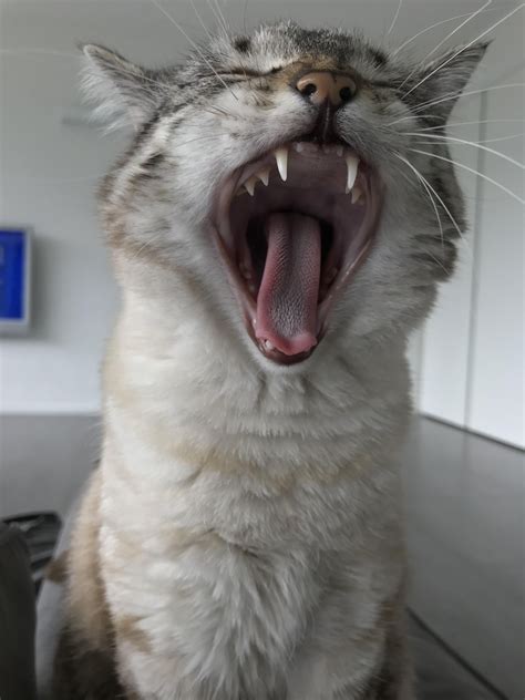 Yawning Cat Memes Imgflip