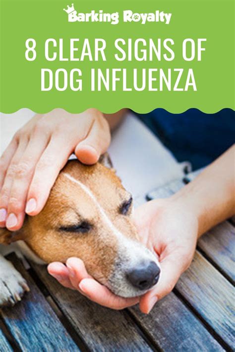 Dog Flu Symptoms How To Recognize Canine Influenza Barking Royalty