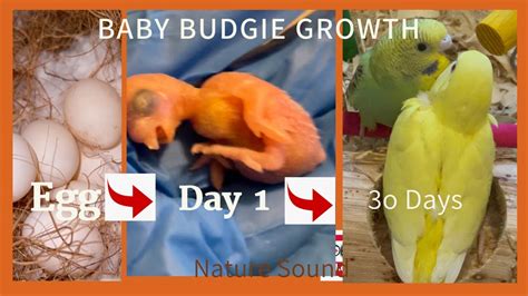 Budgies Growth Stages From An Egg To A Grown Up Day 1 Day 30 Youtube