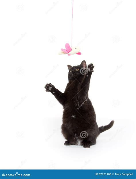 Black Kitten Jumping And Playing Stock Photo Image Of Playing Cute