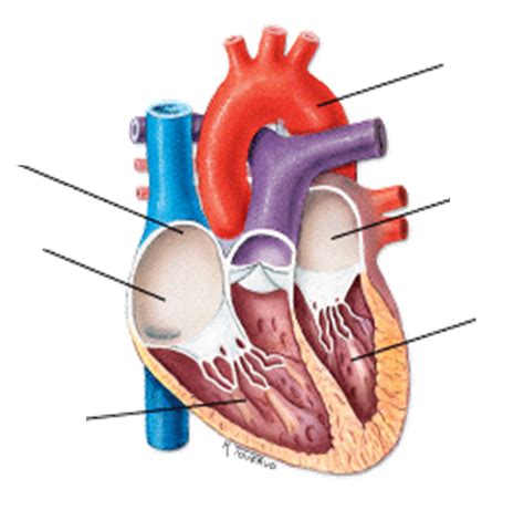 Hjertets Opbygning Diagram Quizlet