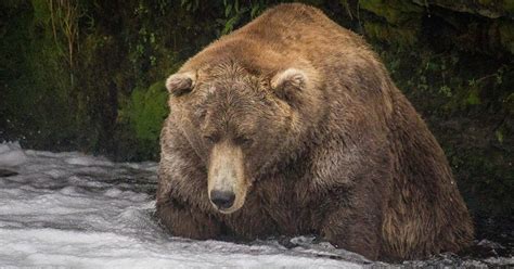 Scientists are just starting to understand what brown fat does. This Is The Fattest Bear In The Wild - The Dodo