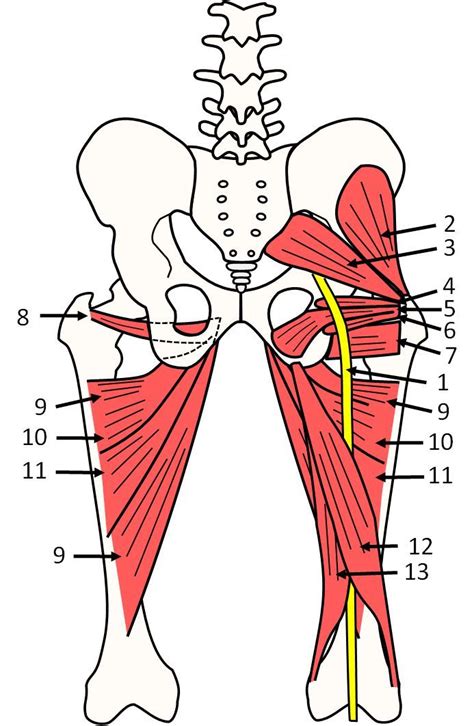 Anatomy Pelvis Sciatic Nerve Piriformis Muscle Human Muscle Anatomy Anatomy Muscle Anatomy