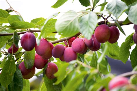 How To Plant Fruit Trees An Expert Guide Homes And Gardens