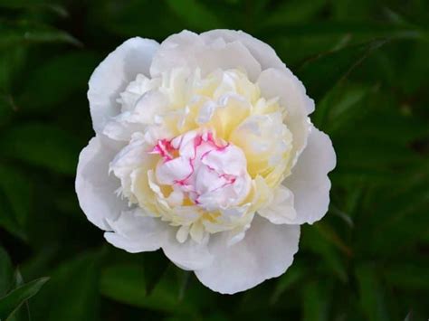 Peony Flower Meaning Symbolism And Cultural Significance Florgeous