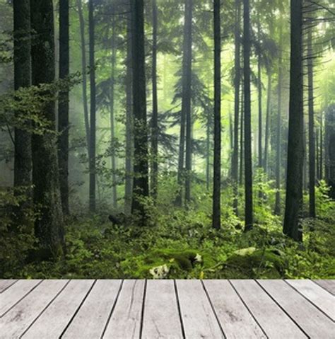 Dark Green Misty Forest Wall Mural Wallpaper Peel And