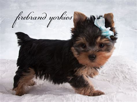 All of my puppies are akc yorkshire terriers! Firebrand Yorkies » Blog Archive "New Yorkie Puppies ...