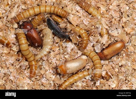 Yellow Mealworm Beetle Tenebrio Molitor Larvae Mealworms Pupae