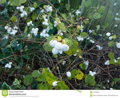 Symphoricarpos Albus Snowberry White Berries Shrub Background A Stock