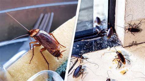 Pest Controller Offering People 2000 To Release Cockroaches In Their Homes To See What Happens