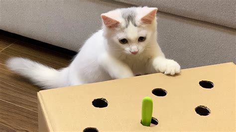 Cat Vs Cardboard Hunt Toy Youtube