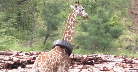 giraffe with tire stuck around her neck helped by kindhearted veterinarians madly odd