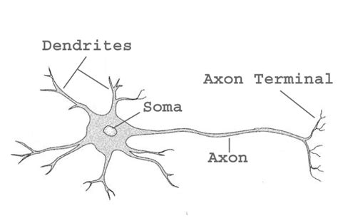 1 The Main Structur Of A Neuron Consists Of Soma Dendrites And Axon