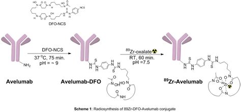 Development Of 89zr Avelumab For Clinical Studies Journal Of Nuclear