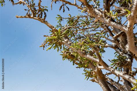 Natural Park Of Frankincense Tree In Wadi Dawkah Near Salalah Dhofar In