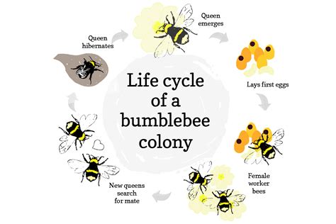 Bee Life Cycle Ydmt