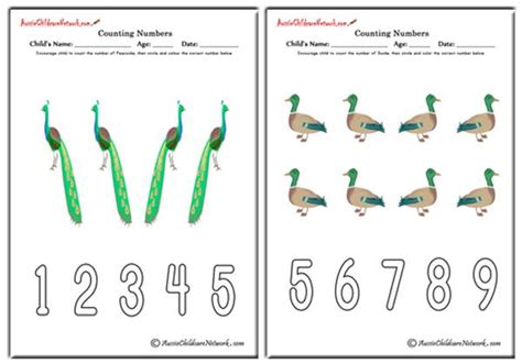 Counting Numbers Birds Theme Aussie Childcare Network