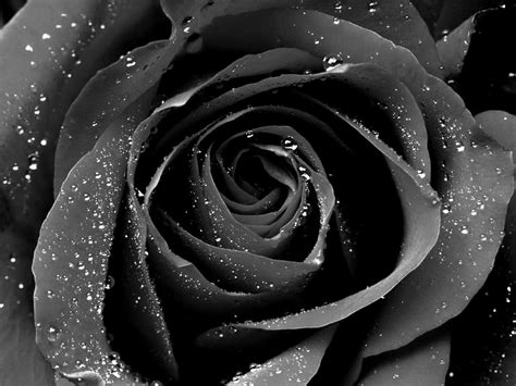 Hd wallpapers and background images. Black Rose Wallpapers High Quality | Download Free