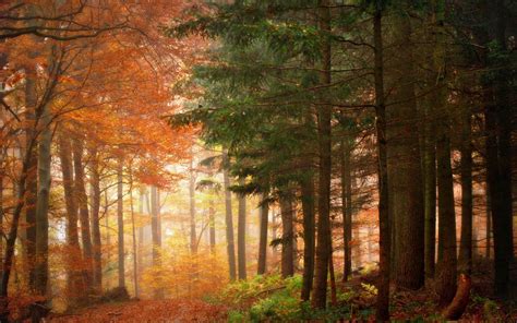 Nature Landscapes Trees Forests Leaves Wood Path Traks Autumn