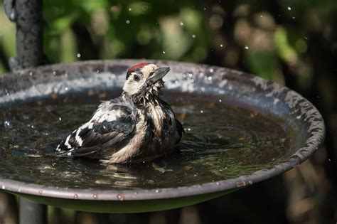 3 Tips For Attracting Birds To A Bird Bath Wild Bird Habitat Store