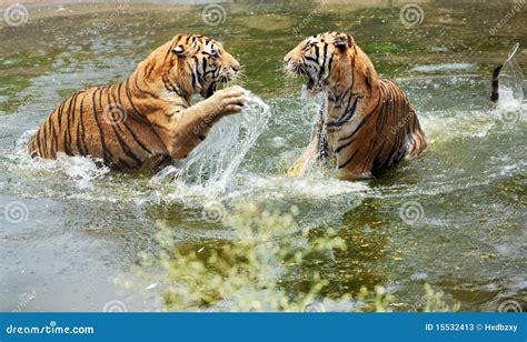 Tigers Play In Water Stock Image Image Of Angry Nature 15532413
