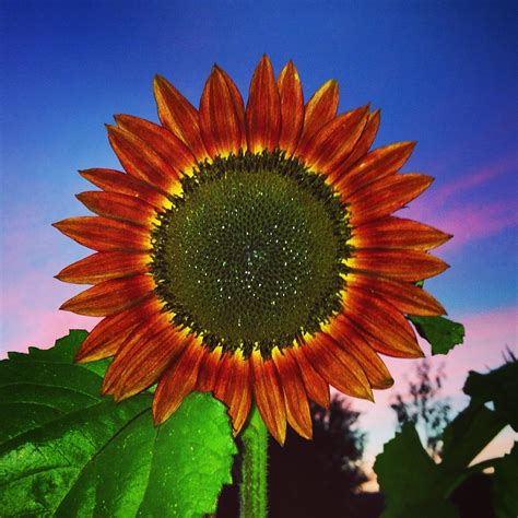 Beautiful Sunflower On The Night Sky Background Photograph By Polina Brener