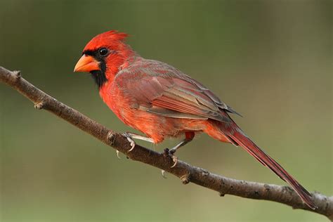 Birds Of Birds Audubon South Carolina
