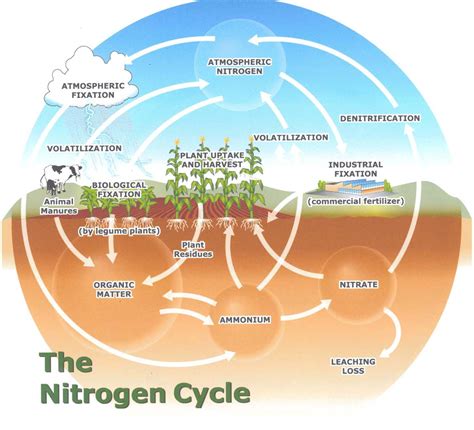 Sustentabilidade Do Planeta Terra Ciclo Do Nitrogénio