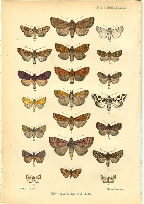 Antique Prints Antique Butterfly Print Bookplate Original Hand