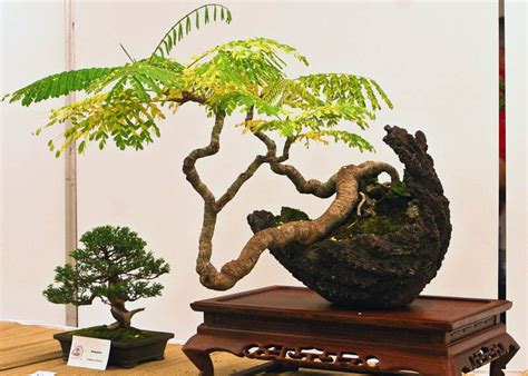 Care Guide For The Flame Tree Bonsai Tree Delonix Regia Bonsai Empire