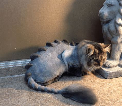 Dinosaur Cat Haircuts Are The New Grooming Trend And Im Not Sure How