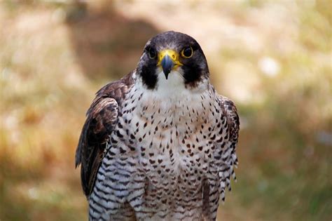 30 Peregrine Falcon Facts Fastest Soaring Bird In The World