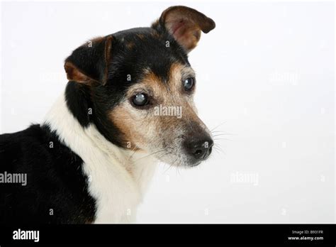 Jack Russell Terrier Tricolour 13 Years Old Blind Handicapped Stock