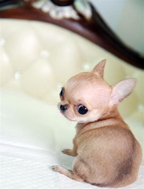 Original Perro Chihuahua Bebe Pets Lovers