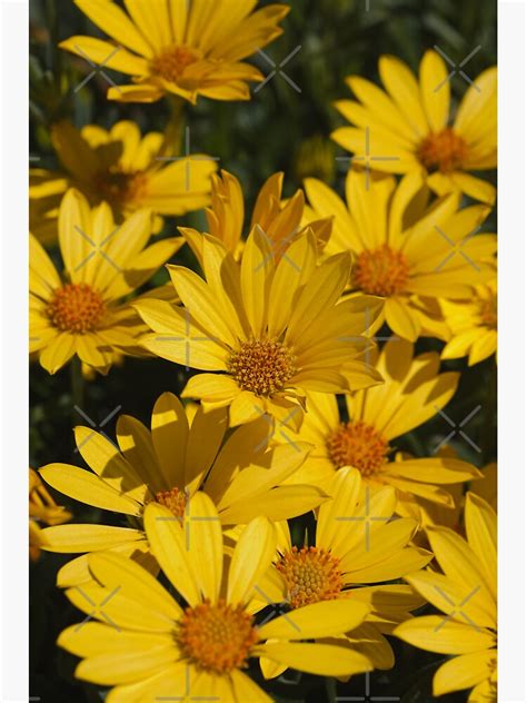 Beautiful Bright Yellow Daisies Sticker For Sale By Bubbleblue
