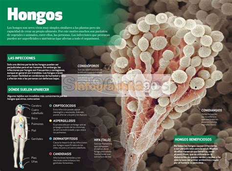 Infografía Hongos Infographics90