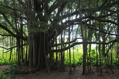 Banyon Tree In Haleakala Natl Park South Shore Of Maui Park South