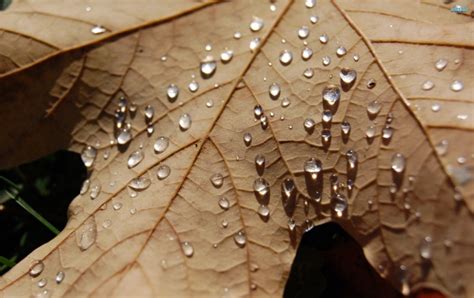 Water Drops On Autumn Leaf Wallpapers