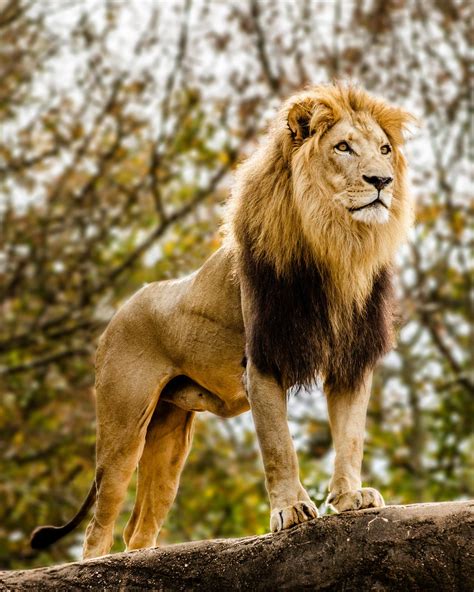 Male Lion Looking Out Atop Rocky Outcrop Male Lion Lions Photos