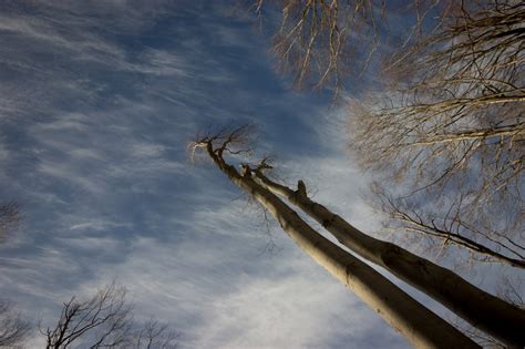 Wallpaper Sky Tree Cloud Woody Plant Branch Atmosphere Of Earth