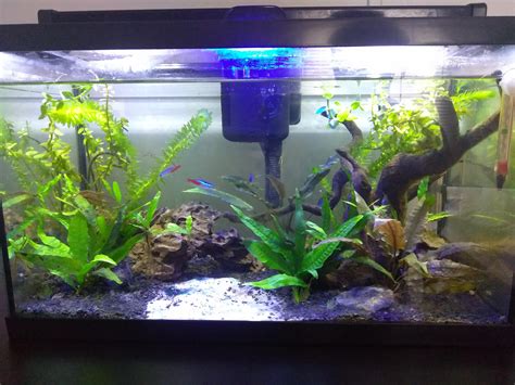 My Planted Gallon Aquariums