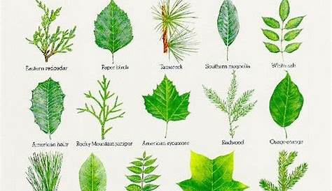 vegetable plant identification by leaf