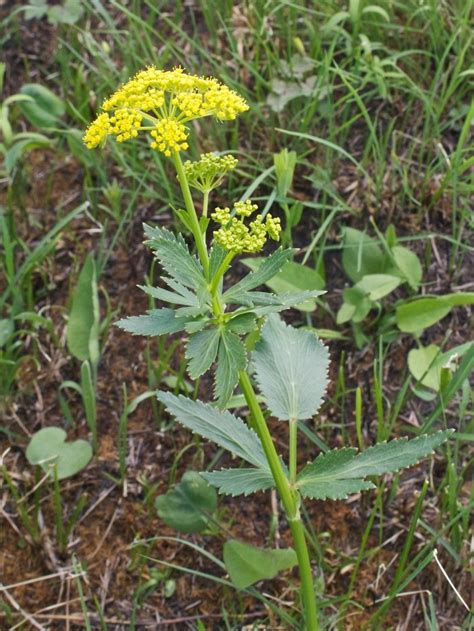 Wild Parsnip Wild Parsnip Invasive Plants Plants