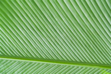 Banana Leaf Texture As Natural Background Floral Seamless Pattern