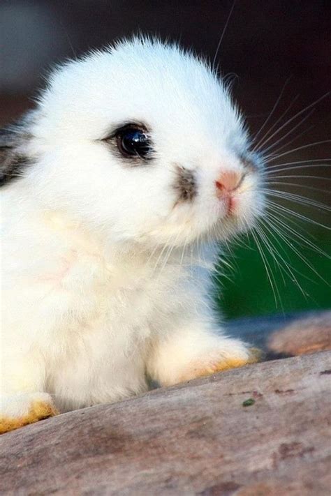 The Cutest Baby Bunny You Ever Did See Animals And Pets Funny Animals