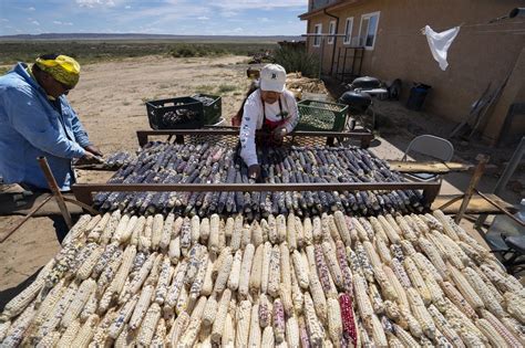 Corn Nourishes The Hopi Identity But Climate Driven Drought Is
