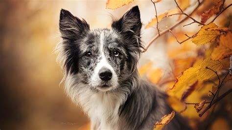 tapety border collie