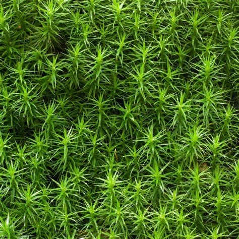 how to grow and maintain sphagnum moss in your garden moss and stone gardens