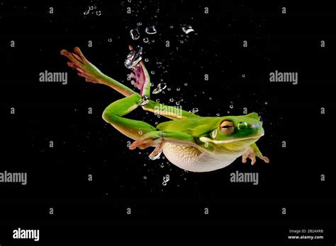 White Lipped Tree Frog Swimming Underwater Indonesia Stock Photo Alamy